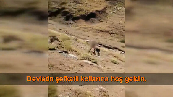PKK'da çözülme son hız devam ediyor: Hakkari'de bir terörist kahraman Mehmetçiklere böyle teslim oldu