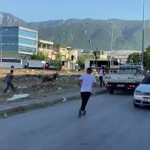 Bursa'da kaçan kurbanlık iğneyle vurulduktan sonra yakalandı