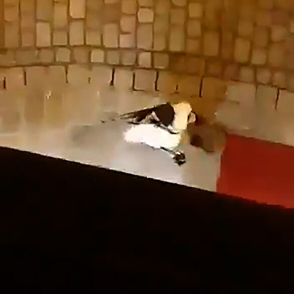 Avusturya Da Iki Kahraman Viyana Daki Teror Saldirisi