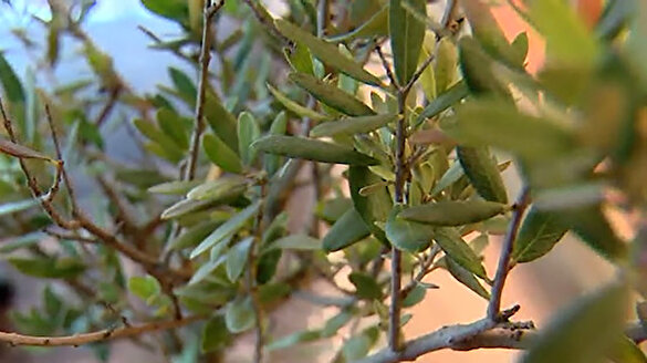 Uzun yaşamın sırrı zeytin yaprağının faydaları saymakla bitmiyor
