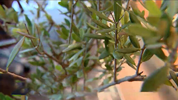 Zeytin yaprağı çayı hastanelerde