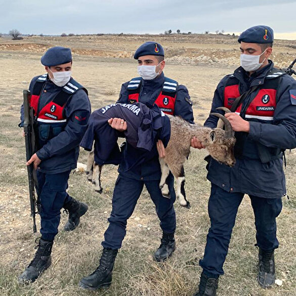 Jandarma ekipleri yavru yaban keçisini montuyla soğuktan korudu