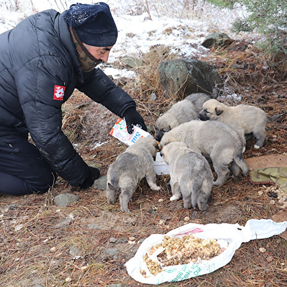 Tesadüfen karşılaştığı 14 köpek yavrusunu beslemek için her gün 5 kilometre yürüyor