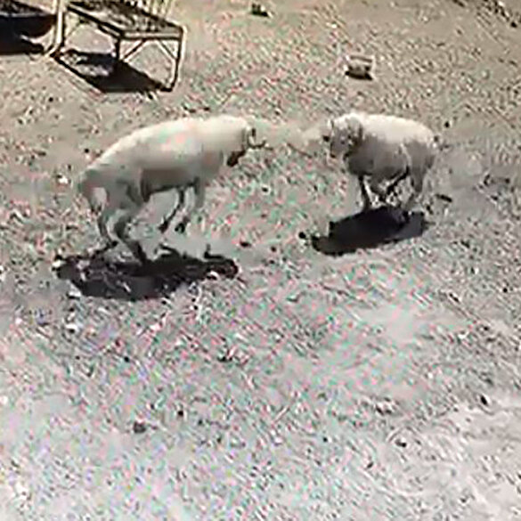 Amasya’da inatçı koçlar öfkelerinin kurbanı oldu