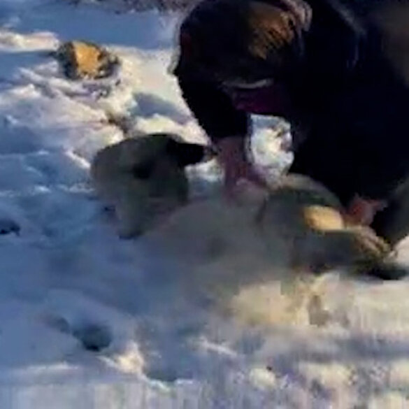 Donmak üzereyken buldukları 2 yavru köpeğe bebekleri gibi bakıyorlar