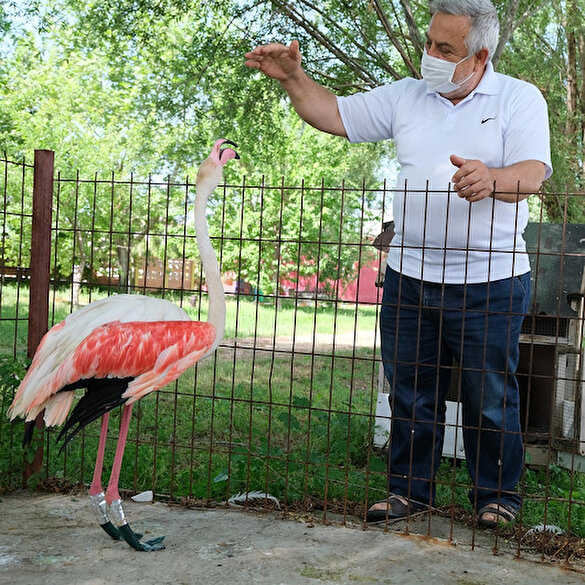 Manisa'da hayvanseverler ayağı yanan flamingoya protez bacak yaptı