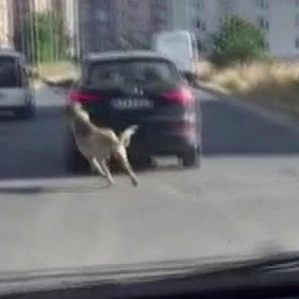 Esenyurt'ta köpeğe eziyet eden sürücü cezasız kalmadı