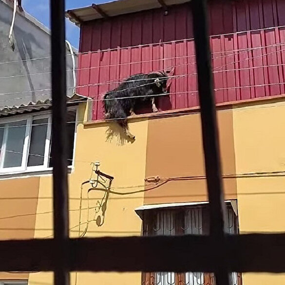 Adana’da kurbanlık keçi çatıdan düştü