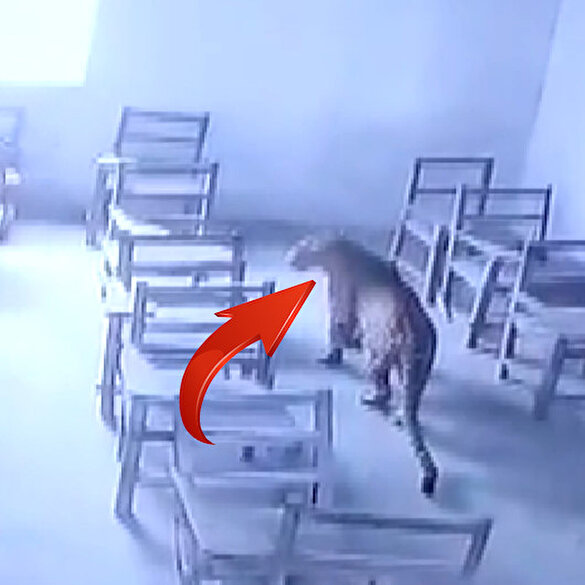 Hindistan'da sınıfa giren leopar öğrenciye saldırdı