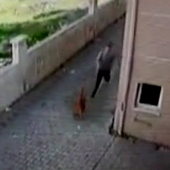 İzmir'de Pitbull dehşeti: Sahibi tasmayı bırakınca küçük çocuğa saldırdı