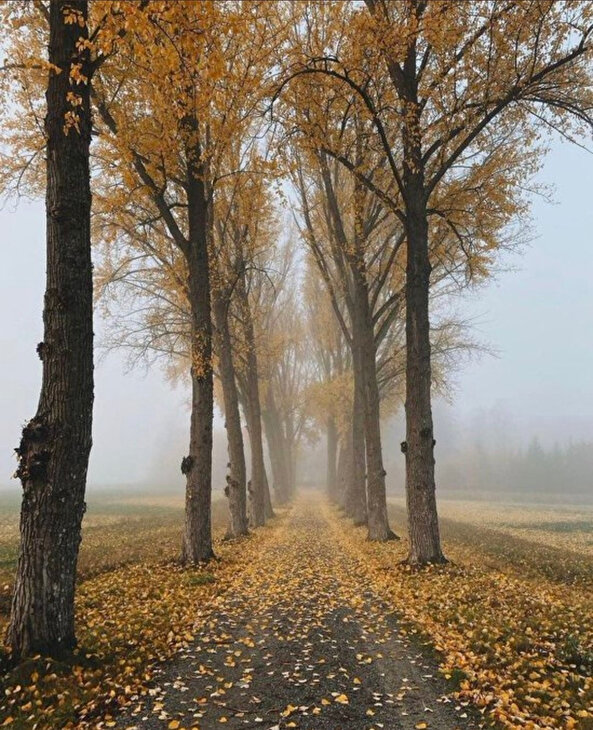 Eller cepte yürürken arkadan bir korna sesi duyulur gibi