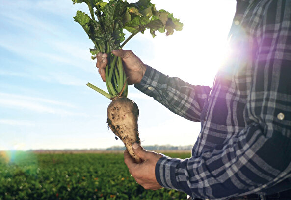 Sukkar Şeker, 4 bin çiftçiye 1,6 milyar TL pancar ödemesi yaptı