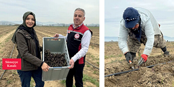 İzmir’de ilk kez kuşkonmaz üretildi, hedef Avrupa’ya ihracat oldu