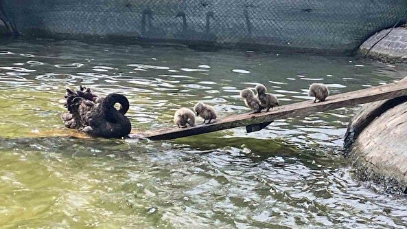 Ziyaretçilerin gözdesi oldular: Ankara Kuğulu Park'ta 5 minik kuğu dünyaya geldi