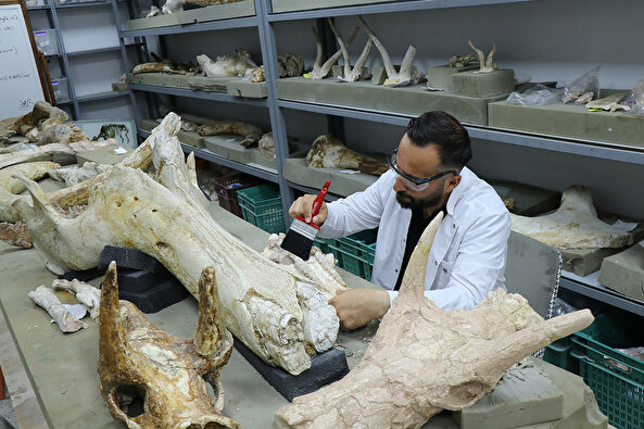 Kayseri'de 7,7 milyon yıllık 3 fil kafatası bulundu