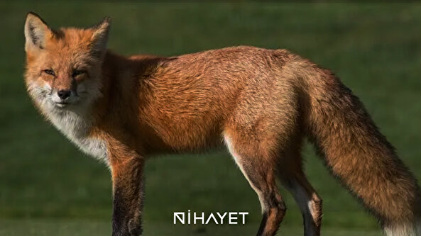 Tokat’ta bir aile ile tilkiler arasında sıra dışı dostluk