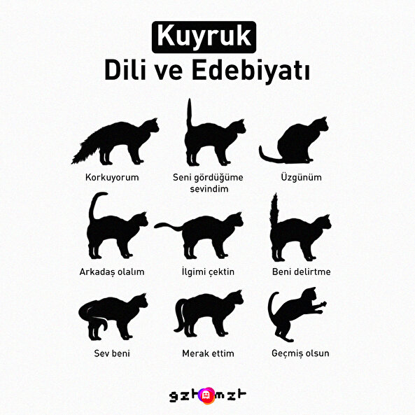 Kuyruk dili ve edebiyatı