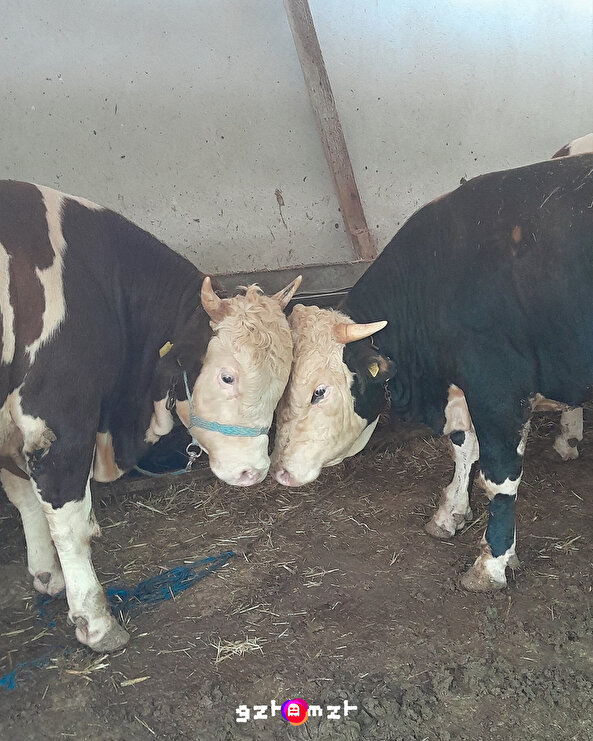 Ben ve her koşulda yanımda olan kankam