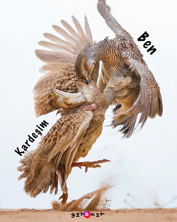 Annem ekmek almaya kim gidecek dedi