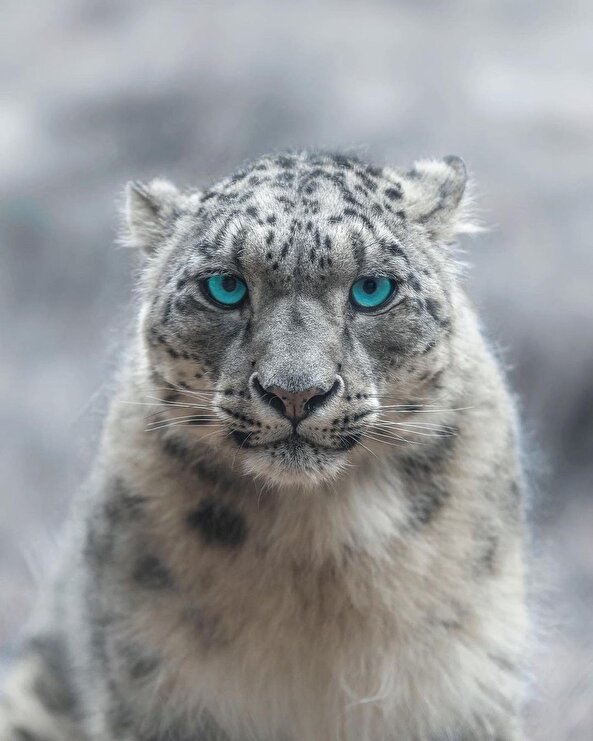 Karlar kralı ❄️