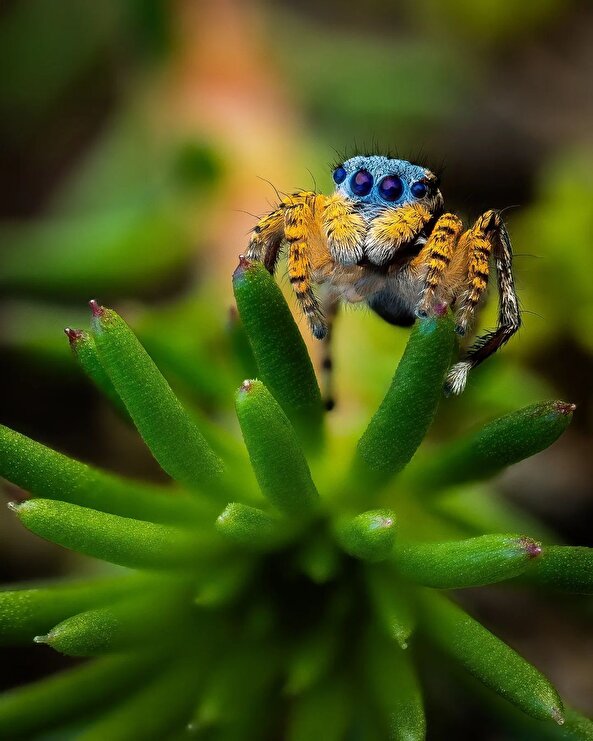 İlginç hayvanlarda bugün 🕷️