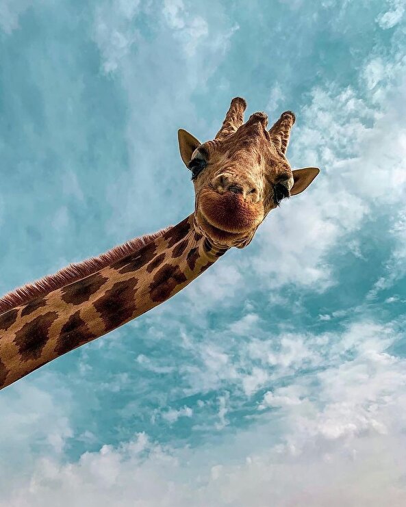 Kocaman bir gülümseme 🦒