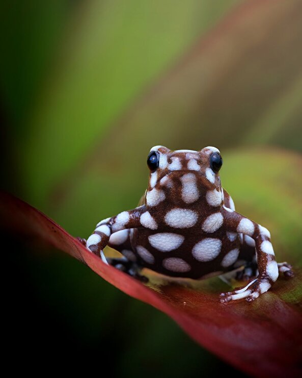 Benekli bir kurbağa 🐸