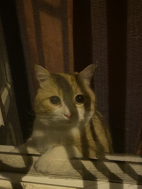 Kedinin bakışına bakın. Mahvolduk...