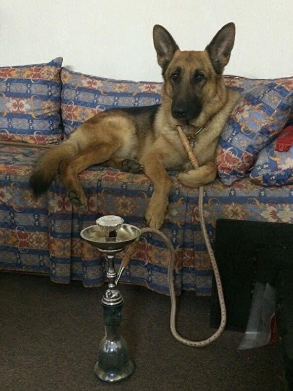 Nargile içen köpek gerçek değil