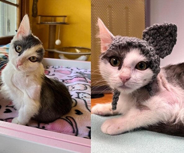 Efendisi Dobby'ye bir kulak verdi