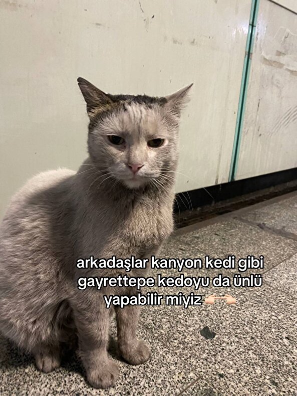 Bir gencin paylaşımı: "Arkadaşlar Kanyon kedi gibi Gayrettepe kediyi de ünlü yapabilir miyiz?