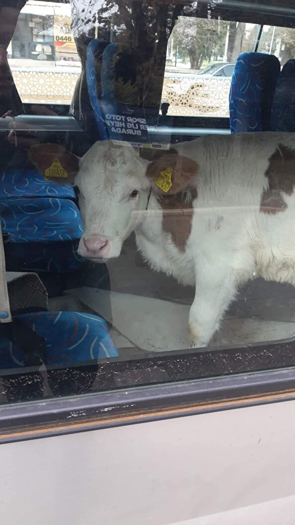 Müsait bir yerde inek