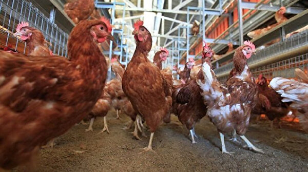 Turkey's hen egg production rises in April
