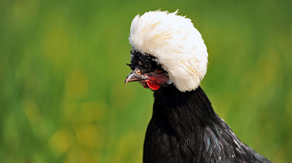 Unlu Kalp Cerrahindan Gezen Tavuk Aciklamasi Diskisini Yiyor Salmonella Bulasma Ihtimali Yuksek Yeni Safak Unlu Kalp Cerrahindan Gezen Tavuk Aciklamasi Diskisini Yiyor Salmonella Bulasma Ihtimali Yuksek Yeni Safak