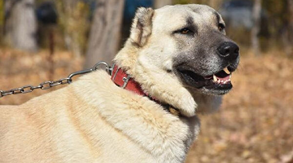 sivas haberleri sivas ta kangal kopekleri icin 7 milyon liralik yeni tesis yeni safak
