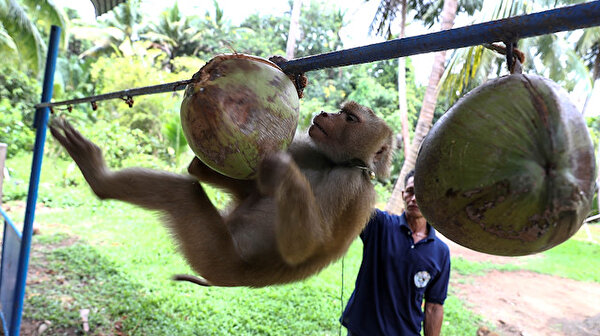 Thai Coconut Milk Maker Says Monkey Labour Accusation Slashed Sales