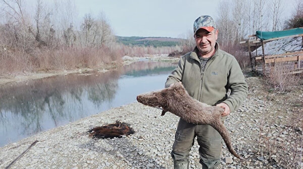 Nesli Tukenmekte Olan Su Samurunu Tufekle Vurdular