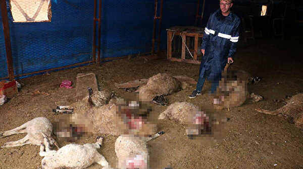 Çiftçi sabah uyandığında hayatının şokunu yaşadı: Yetkililerden yardım bekliyoruz