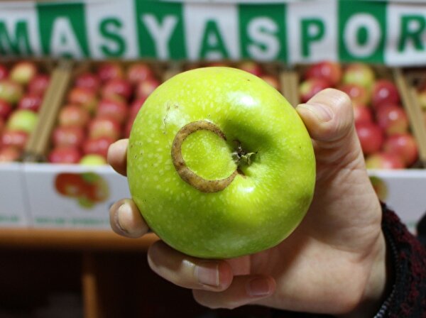 Amasya Daki Ay Yildizli Elma Sasirtiyor