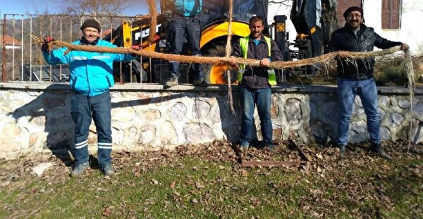 Manisa Da 5 Metrelik Agac Koku Gorenleri Sasirtti Manisa Haberleri