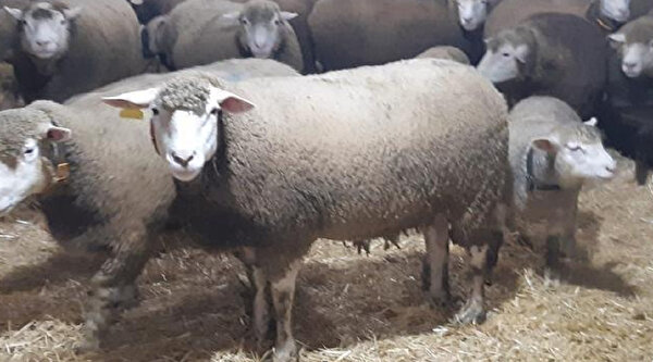 Ile De France Kuzulari Ne Kadar Kuzu Fiyatlari Ne Kadar