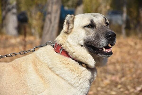 Sivas Haberleri Sivas Ta Kangal Kopekleri Icin 7 Milyon Liralik Yeni Tesis