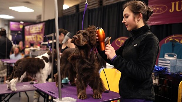 142nd Annual Westminster Kennel Club Dog Show