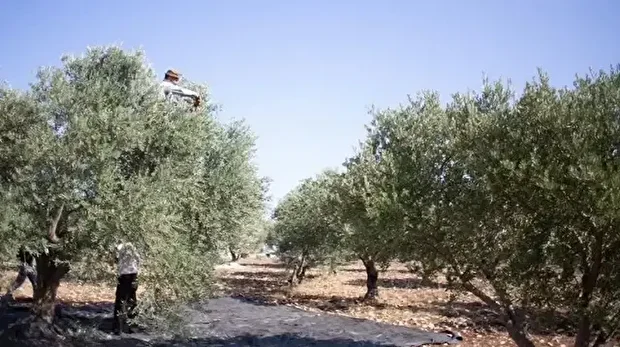 تقرير رسمي يوثق استهداف أشجار الزيتون في الضفة الغربية