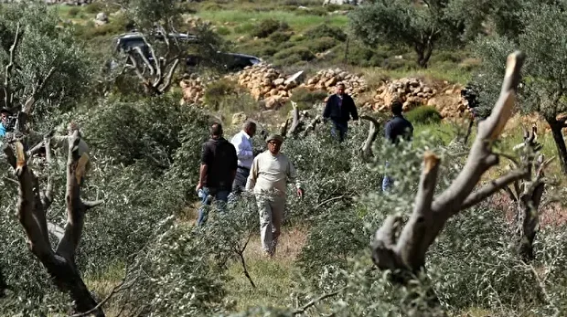 القدس.. مستوطنون إسرائيليون يتلفون 40 شجرة زيتون 