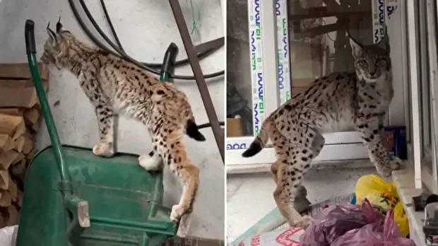 Dağlık alandan inen vaşak ilçe merkezine indi