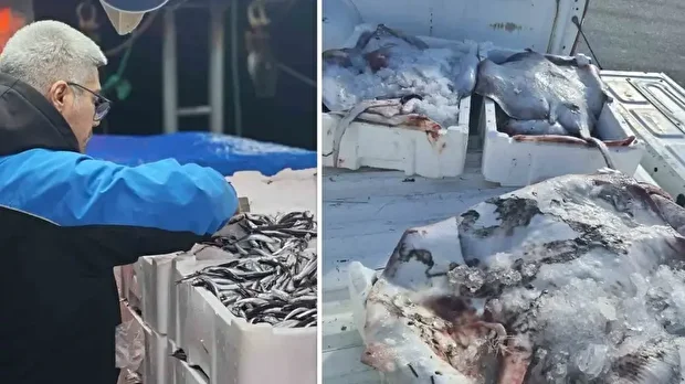  45 kilogram vatoz balığı (Raja clavata)’na el konuldu.