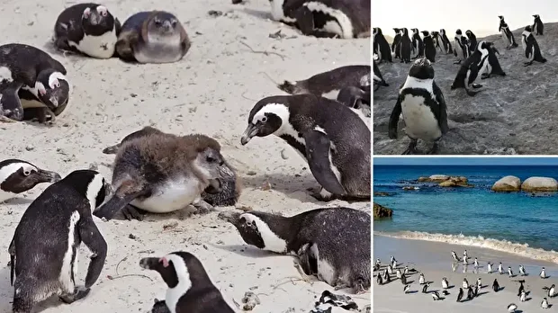 Araştırma, bilimsel dergi Ostrich’te yayımlandı.