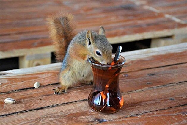 Alvin, the pet squirrel, drinks tea just like Turks after being rescued