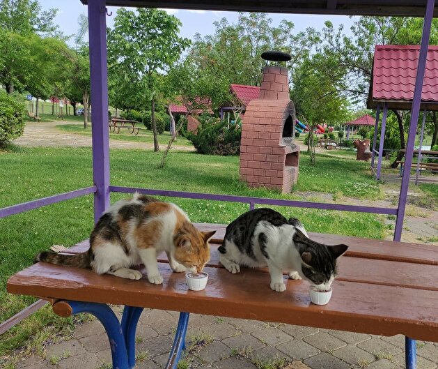Turks take to streets to feed stray animals during nationwide lockdown